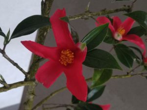 2026年2月28日　雪胡蝶1